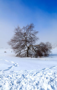Trees on snow covered field against sky