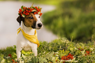 Portrait of a dog looking away