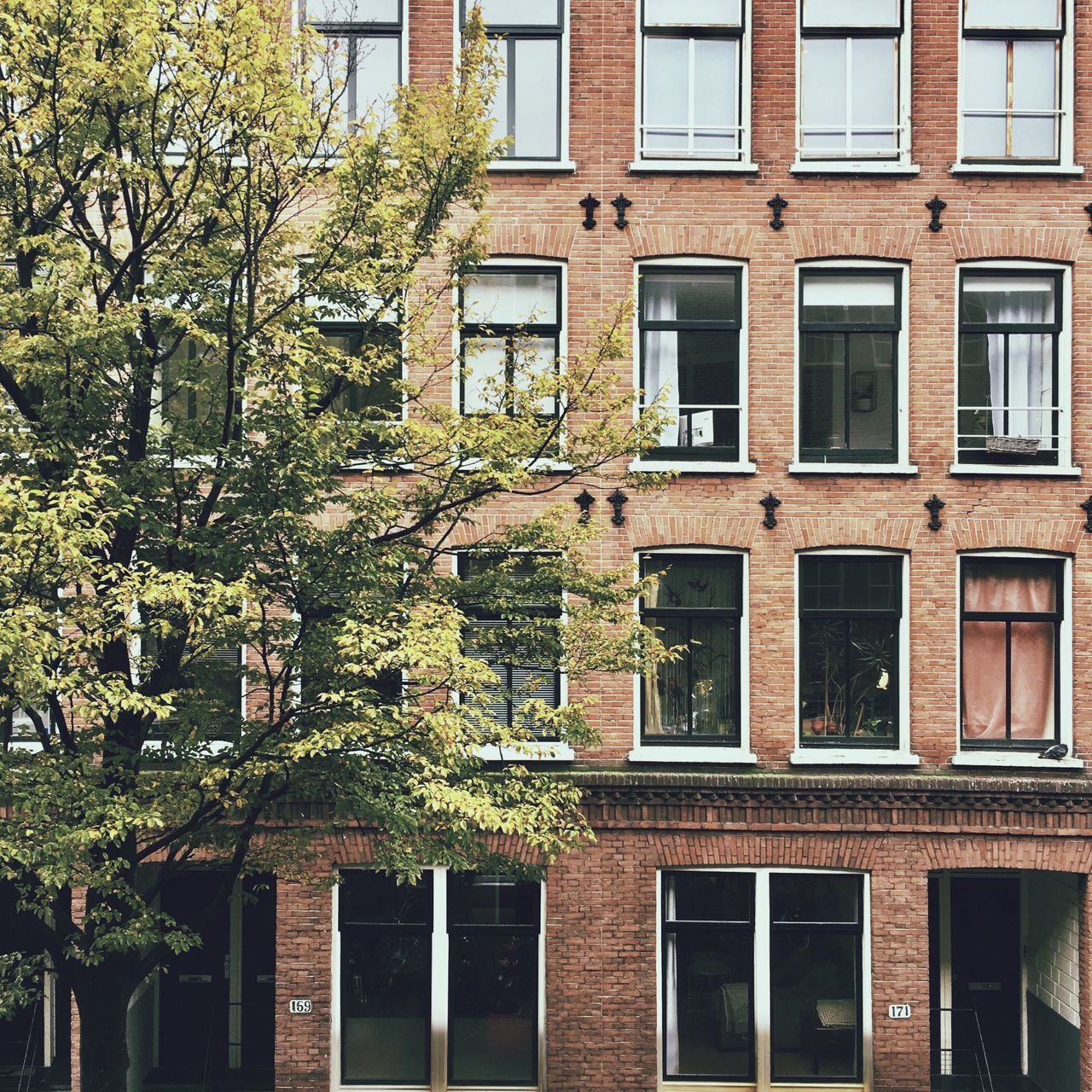 architecture, building exterior, window, built structure, house, residential building, no people, outdoors, day, ivy, tree, city