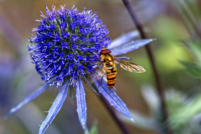 Close-up of bee on purple flower