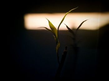 Close-up of flowering plant against wall