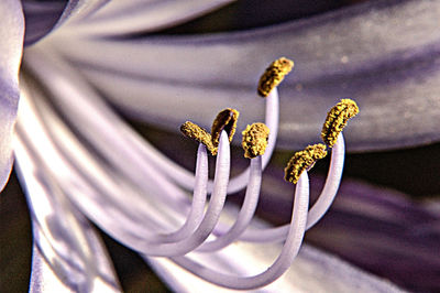 Close-up of flowers