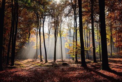 Sunbeam streaming in forest during autumn