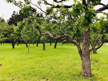 Trees on field