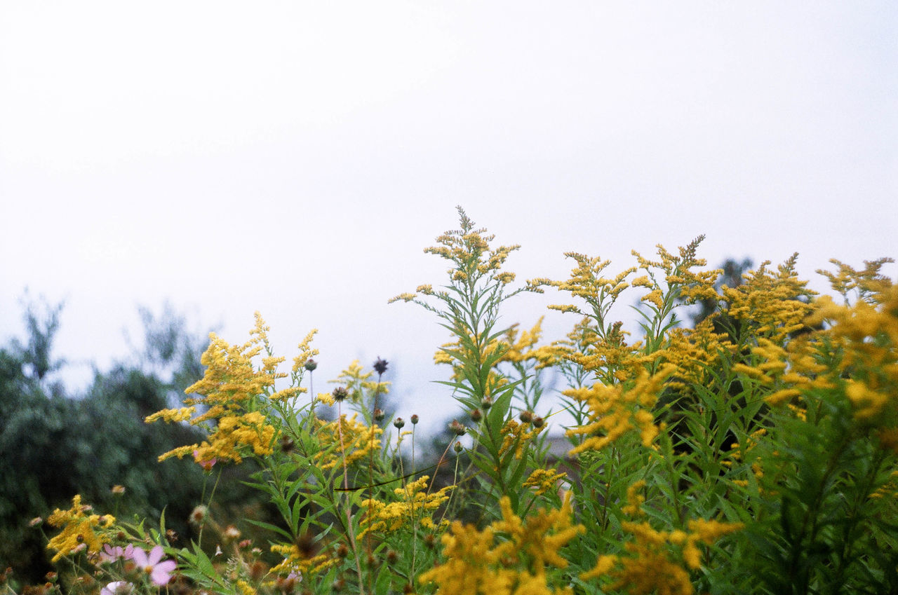 CLOSE-UP OF YELLOW FLOWERING PLANT ON FIELD