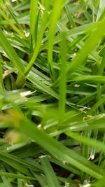 High angle view of grass growing on field