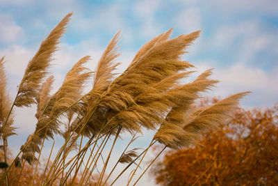 Reed grass in hyde park, london, england. uk