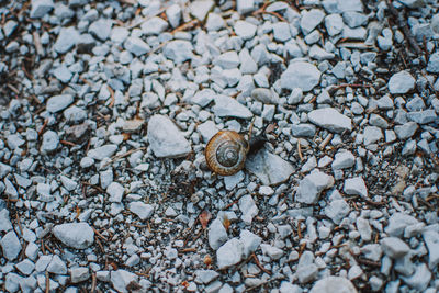 Close-up of snail on ground