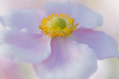 Close-up of yellow flower