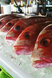 Close-up of fish for sale