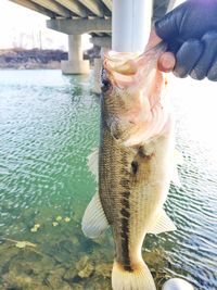 Cropped hand holding fish above river