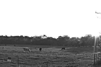 Cows grazing on field against clear sky