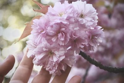 Close-up of pink flower