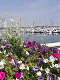 Sailboats moored on plants against sky