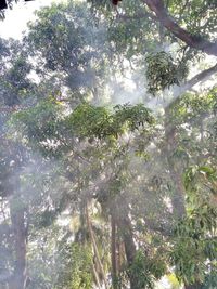 Low angle view of trees in forest