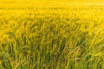 Scenic view of wheat field