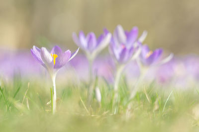 Close-up of purple crocus flowers on field