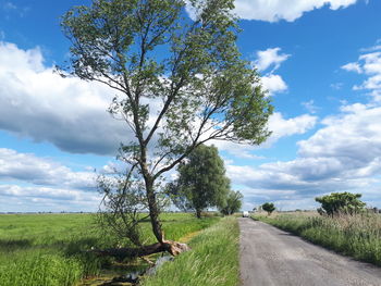 Tree by road on field against sky