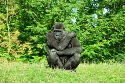 Monkey sitting on rock