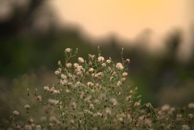 Close-up of flowering plant on field
