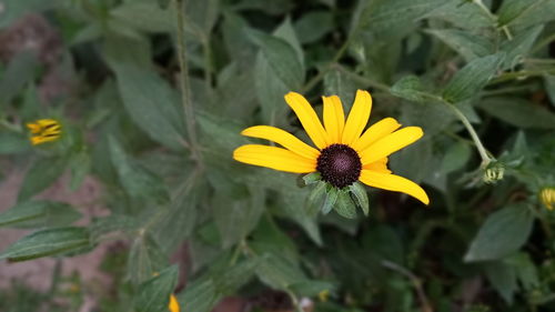 Close-up of yellow flower