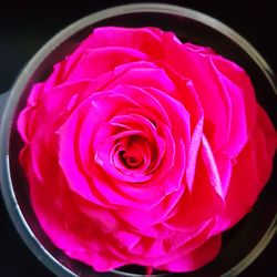 Close-up of pink rose