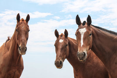 Portrait of brown horses against sky