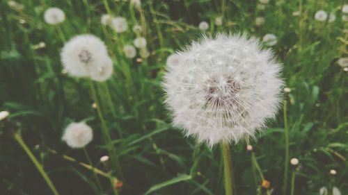 Close-up of dandelion