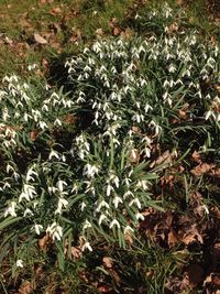 Plant growing on field