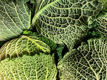 Savoy cabbage background. full frame textured green background. healthy lifestyle and eating concept