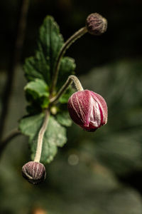 Close-up of snail on plant