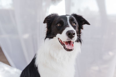 Close-up portrait of a dog