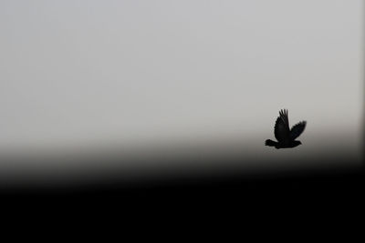 Close-up of bird flying against clear sky