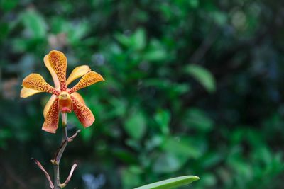 Close-up of orange flowering plant