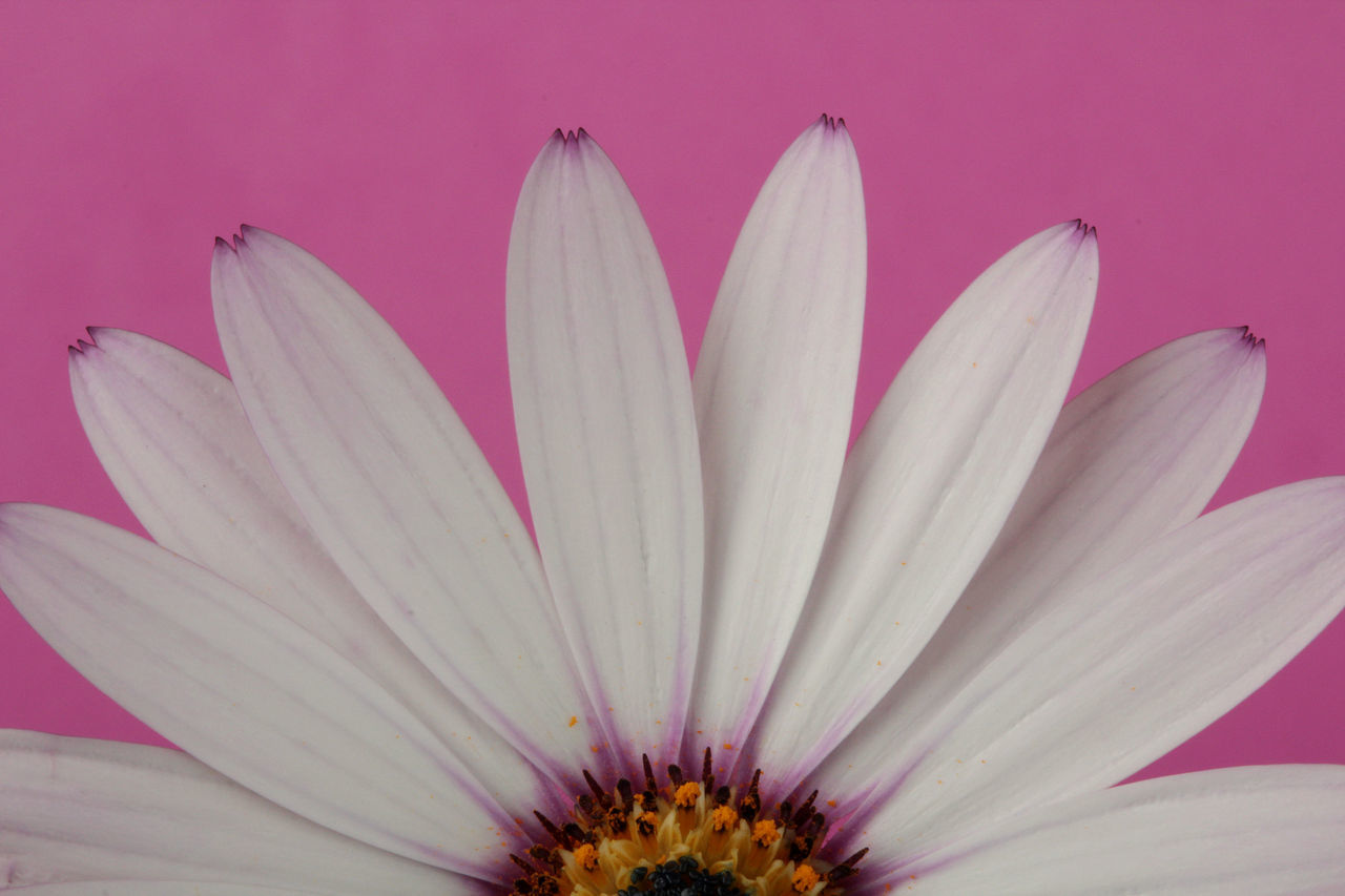 CLOSE-UP OF PINK WATER LILY ON PURPLE FLOWER