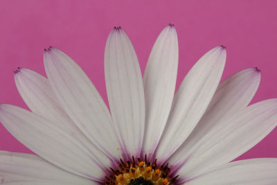 Close-up of pink water lily