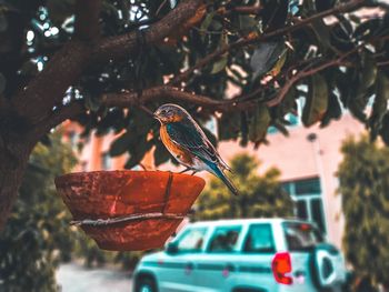 Low angle view of bird perching on tree