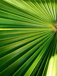 Full frame shot of palm tree leaves