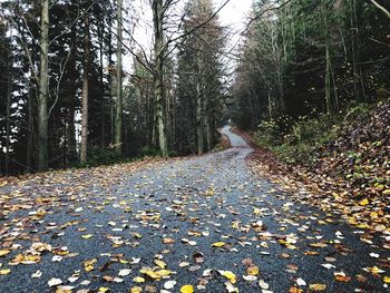 Sunlight falling on road amidst trees during autumn