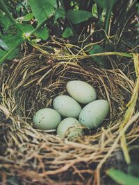 High angle view of eggs in nest