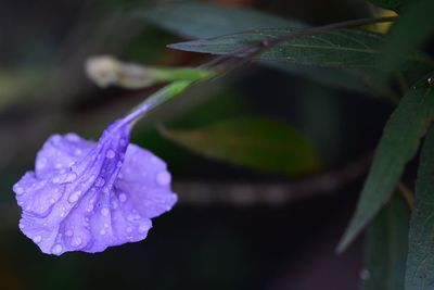 Close-up of water drops on flower