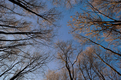 Low angle view of bare trees against sky