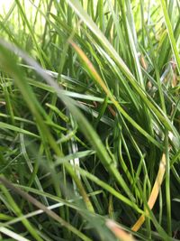 Close-up of grass