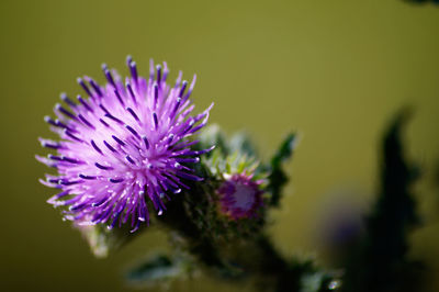 Close-up of purple flowers