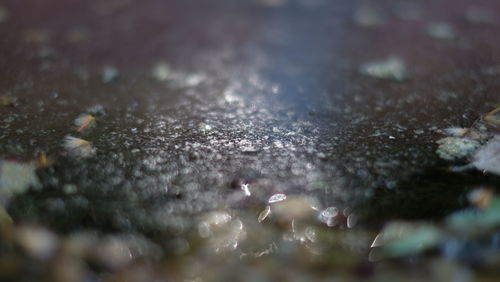 Full frame shot of wet plant during rainy season