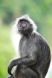 Monkey looking away while sitting outdoors