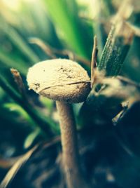 Close-up of mushroom growing on plant