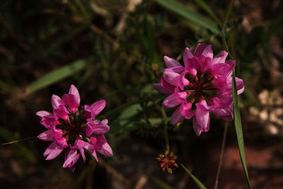 Close-up of pink flowering plants on field