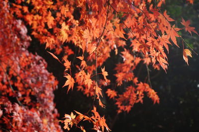 Close-up of orange tree leaves during autumn