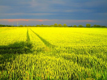 Scenic view of field against sky